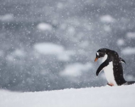 PenguinWalkingAlone ZH CN