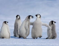 AntarcticPenguinChicks ROW