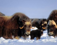 NorthSlopeMuskox FR FR