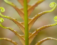 CurledLeaves PT BR