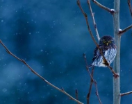 MTPygmyOwl ROW