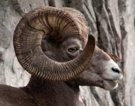 BigHornSheep ROW