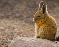 Viscacha ROW