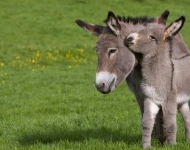 CotentinDonkeys ROW