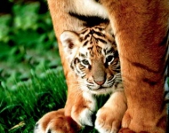 TigerMother EN GB