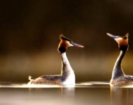 GreatCrestedGrebes EN AU