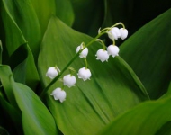 LilyoftheValleyFlowers FR FR