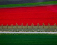 RedTulips ROW