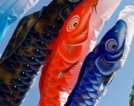 Koinobori JA JP