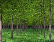 PoValleyPoplars ROW