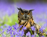 EurasianEagleOwl EN GB