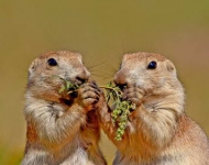 BlacktailPrairieDogs ROW