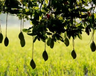 MangoSeason EN IN