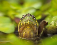 RedEaredSlider ROW