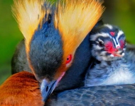 HornedGrebe ROW