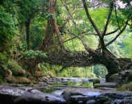 LivingRootBridge ROW