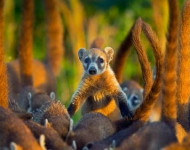 CozumelIslandCoati EN AU