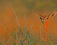 Gerenuk ROW