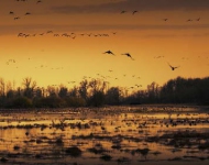 SacramentoWildlifeRefugeGeese ROW