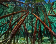 BahamasMangroves ROW