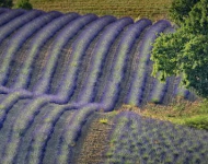 LavenderValensole ROW