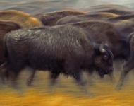 AmericanBison ROW