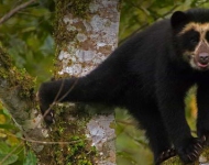 SpectacledBear ROW