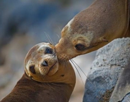 FloreanaIslandSeaLion ROW