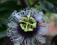 PassionFlower ROW