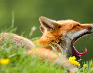 RedFoxVulpesVulpes EN GB