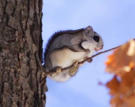 JapaneseFlyingSquirrel JA JP