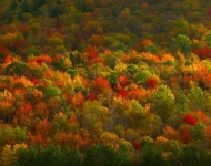 NYFallFoliage ROW