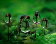 MossDroplets ROW