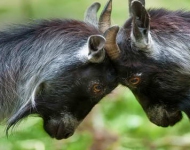 PygmyGoats ROW