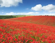 RemembranceDayPoppies EN GB