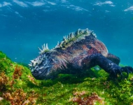 MarineIguana ROW