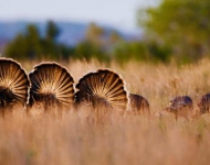 RioGrandeWildTurkeys EN US