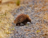 Echidna ROW