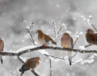 MourningDoves ROW