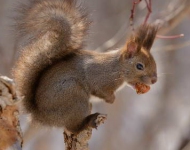 SnowySquirrel ROW