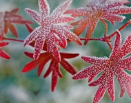 FrostyLeaves ROW