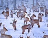 OuluReindeers ROW