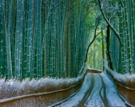 KyotoBamboo ROW