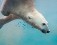 PolarBearPlunge ROW