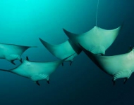 UnderwaterRays ROW