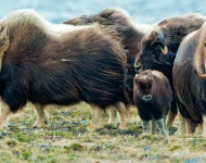 Muskoxen EN CA