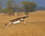 Blackbuck EN IN