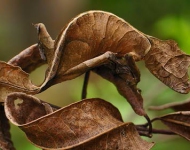 LeafTailGecko ROW