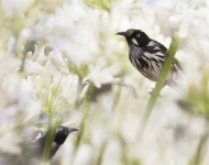 NewHollandHoneyeaters EN AU