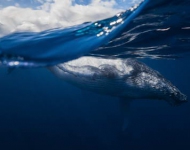 HumpbackWhaleReunion ROW